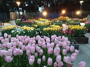 ߂񂳂̍]̓TGERbLO̓eʐ^1