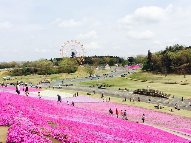 芝桜_東京ドイツ村