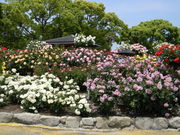 DX񂿂񂳂̉^̓eʐ^2