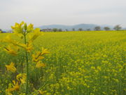 purari̓{ՉԔ̓eʐ^1