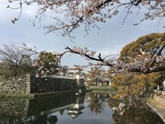 �{����Ղ̎ʐ^1