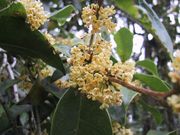 qY̎OЂ̃LNZC̓eʐ^2