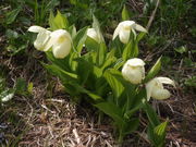 miiĩuAc\EQn̓eʐ^1