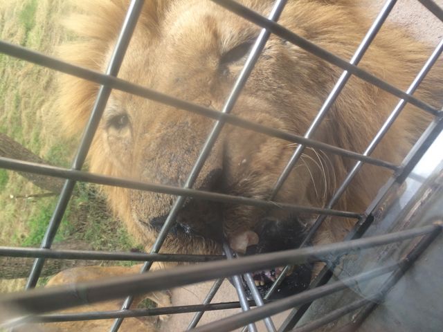 �T�t�@���o�X���烉�C�I���̃G�T���̌�_�H�g�䎩�R���������T�t�@�������h