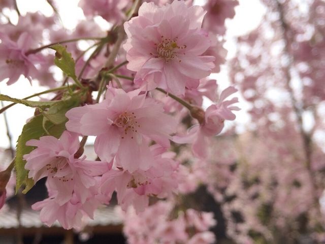 �x�炫���A�܂��܂�����܂���_�ܗŊs����