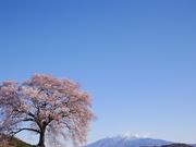 PAQPAGÛɒ˂̃TN̓eʐ^1