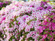 espnhdce����̂Ƃ�������^�c�c�W�̓��e�ʐ^2