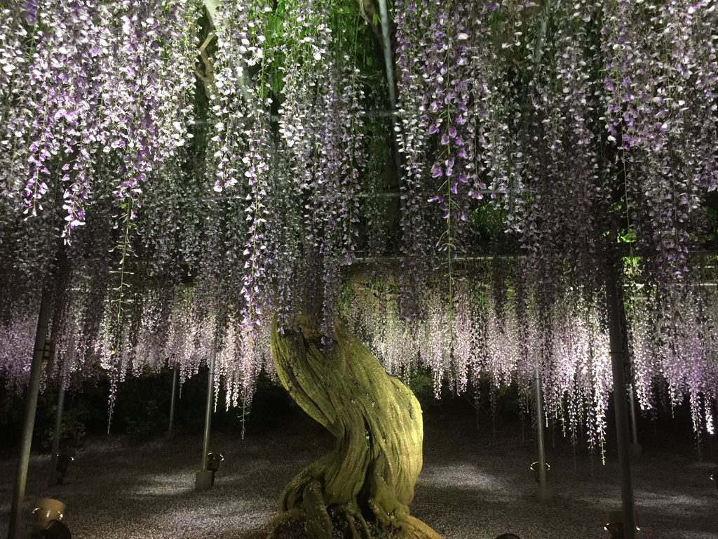 あしかがフラワーパーク