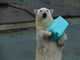 ゆうちゃんさんの釧路市動物園の投稿写真1