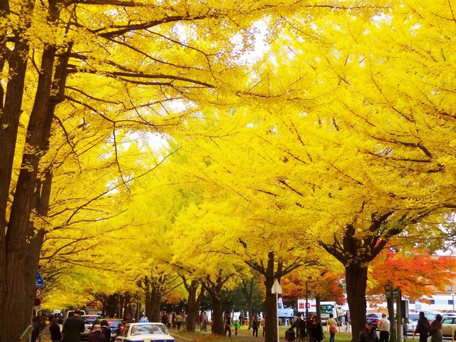 イチョウの木 北海道大学イチョウ並木(hokkaido)の紅葉見頃情報 - 紅葉Ch. | d