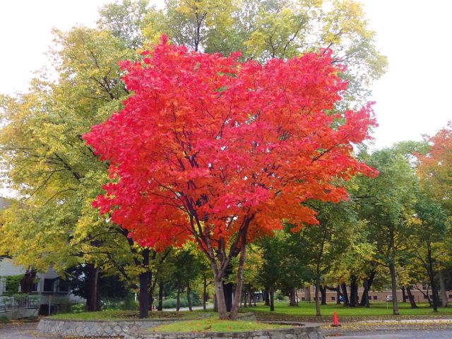 �Q�O�P�S�N��肫�ꂢ�Ȃ̂ŁA�Q�O�P�R�N�̎ʐ^���̂��܂���_�k��C�`���E����