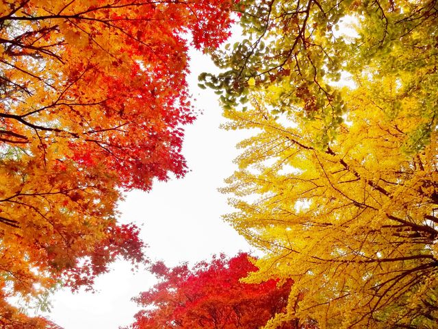 �Q�O�P�S�N��肫�ꂢ�Ȃ̂ŁA�Q�O�P�R�N�̎ʐ^���̂��܂���_�k��C�`���E����