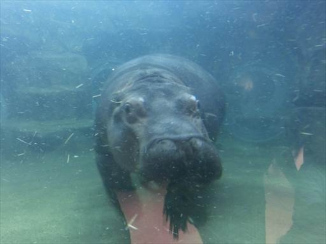 �J�o�̈��q�ł�_���R������