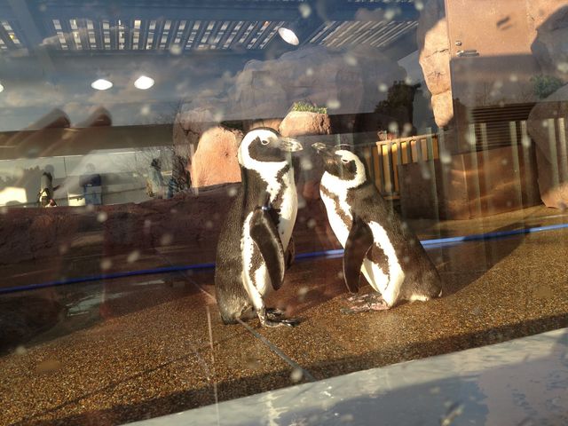 ���s������