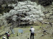 �����񂳂�̒M���̑���̓��e�ʐ^1