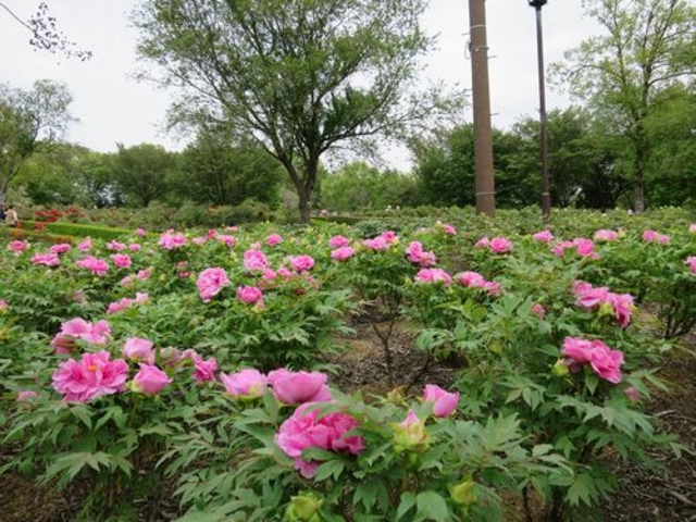 ڂ񉀁[QE炫߂ŗLԑOły߂܂B_Rڂ񉀂̂ڂ