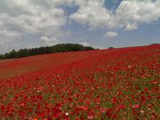 ̍ʂ̍ӂꂠq̃|s[̓eʐ^1