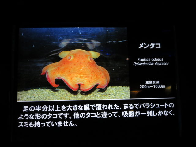 _R
fP[gȐȂ̂ŁAłȂłB
Ă悩cB_Í`[Cف`V[JXE~[WA`