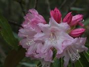 ̋ASR̃VNiQ̓eʐ^1