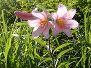 ݂񂳂̂Ђ߂Qn̓eʐ^2