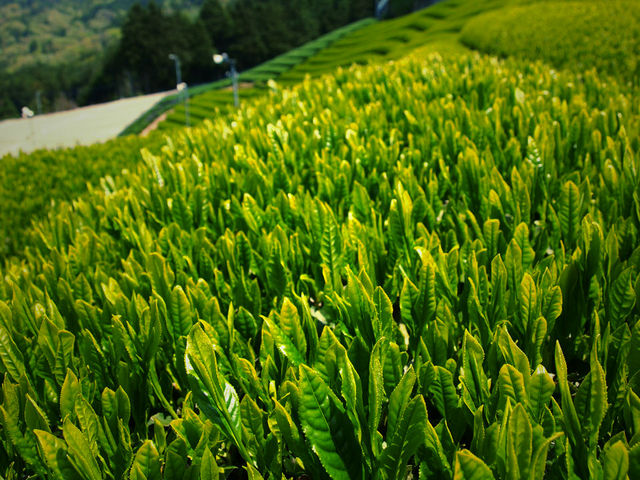 宇治茶の郷　和束の茶畑