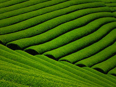 きりんさんの宇治茶の郷　和束の茶畑への投稿写真1
