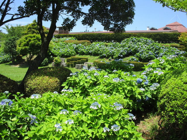 ����҂�����̖�C�R�̎��z�Ԃ̓��e�ʐ^1