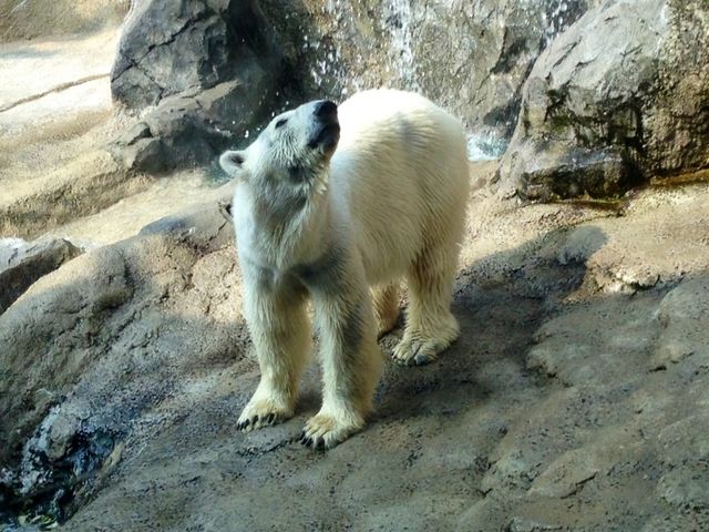 �z�b�L���N�O�}_���R������