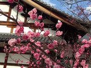 peko̔~ьi򕌌򕌎sj̓eʐ^2