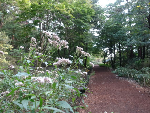 ���т̉Ԃł��B_�ԏ鎩�R��