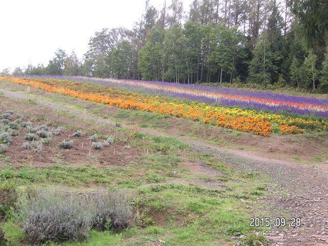 �ʍ��̗� ���X�؃t�@�[��