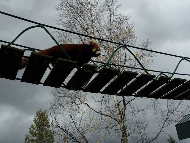 ���b�T�[�p���_����̋�������Ă���܂����I_���R������