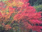 �V�g������̏�щ���̓��e�ʐ^1