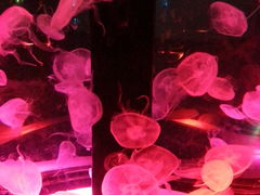 肳̃}NZ ANAp[Niւ̓eʐ^1