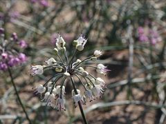 鳥取砂丘のラッキョウの花の写真一覧 じゃらんnet