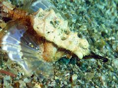 552299����̈ɓ������_�C�r���O�X�N�[�� ���g�����b�c�ւ̓��e�ʐ^1