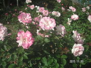 Ԃ񂿂񂳂̂܃oEn[u̓eʐ^2