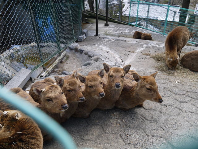 しかさん_長野市城山動物園