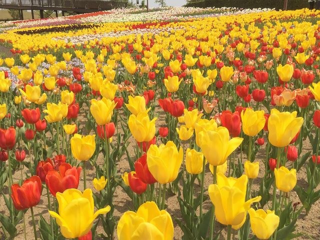 `[bv_̉w Vӂ邳ƑoU[