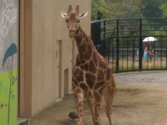 �L�����Ƃ̋������߂��Ă�������ώ@�ł��܂���_���R������