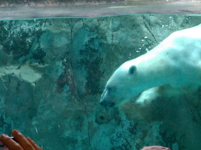 ���̒����Ɩт��Ƃ��Ă��Y��_���R������