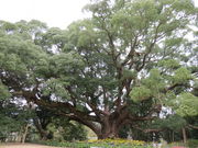 ܂񂳂̐ĨNX̐X̓eʐ^1