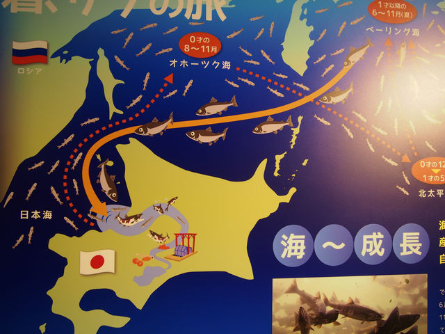 �T�P�̗�_�T�P�̂ӂ邳�Ɛ�ΐ�����