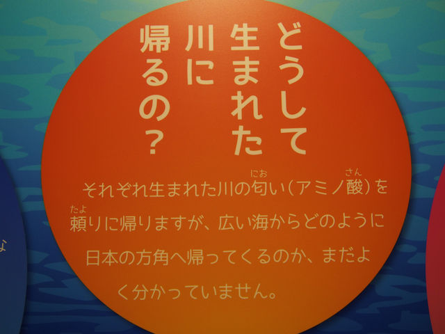 �Ȃ��A�T�P�͐��܂ꂽ��ɖ߂��Ă����̂��H_�T�P�̂ӂ邳�Ɛ�ΐ�����