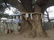 Sakamoto119̐ΐ_Ђ̓eʐ^14