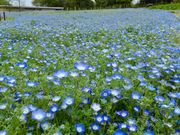 ウ̕l΃K[fp[N̓eʐ^1