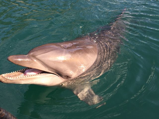 �C���J���ԋ߂ŁI�I_���c�C��������