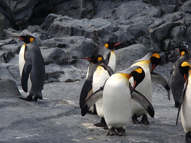 ����s���R������_���R������