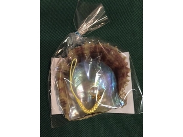 �^����o���̌��E���y�Y_�^��삾���̌��@�a��{�^����X