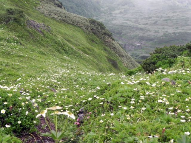 高山植物の楽園、北海道・大雪山。豊かで変化の大きい自然環境に